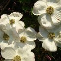 Cornus nuttalii